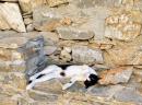 Monastery Cat: at the Hozoviotissa monastery in Amorgos